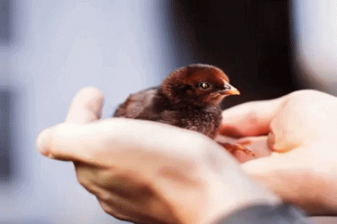 Article GIF